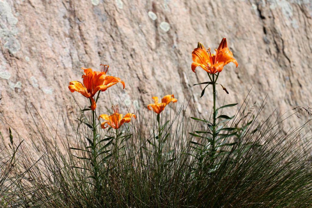 Lilium bulbiferum